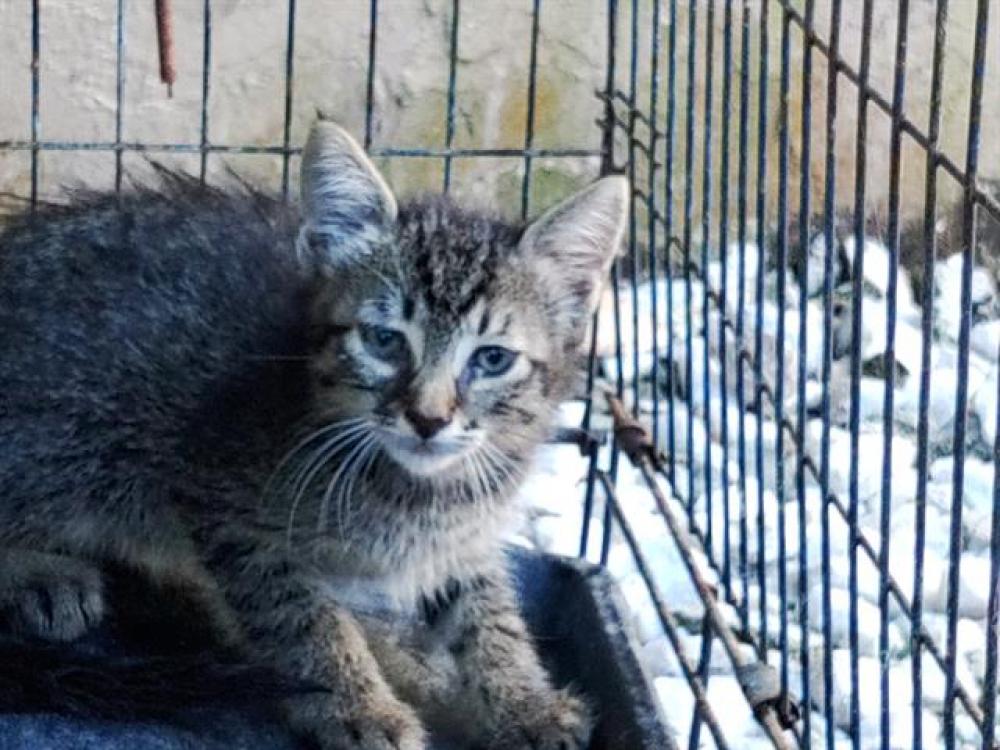 Shelter Stray Female Cat last seen Near BLOCK SW 7 CT, N LAUDERDALE FL 33068, Davie, FL 33312