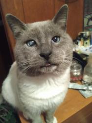 Lost Male Cat last seen Luttrell road , Leesburg, OH 45135