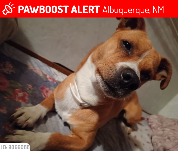 Lost Male Dog last seen Palisades rv park, Albuquerque, NM 87121