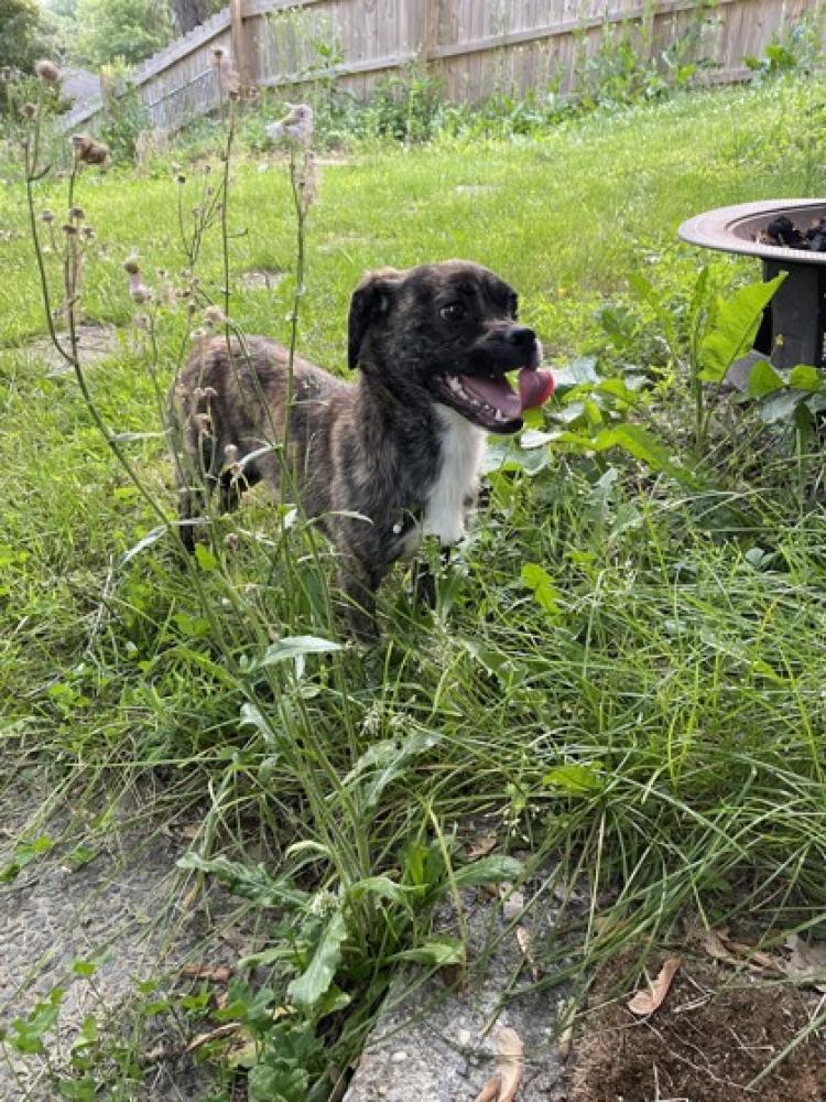 Shelter Stray Female Dog last seen Near Farmcrest Dr New carrollton, MD 20784, PG County, MD, Washington, DC 20011