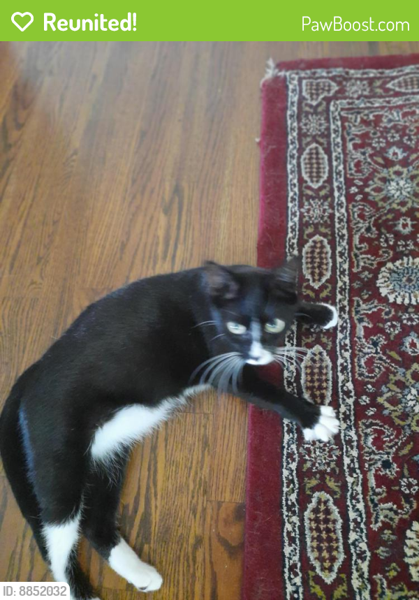 Reunited Male Cat last seen Near barnsboro rd Washington way apts apt unit M21, Washington Township, NJ 08012