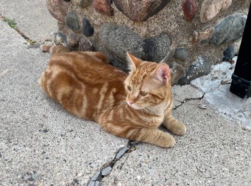 Found/Stray Male Cat last seen Livingston Ave./E. Morton St., across from Humboldt High School, Saint Paul, MN 55107