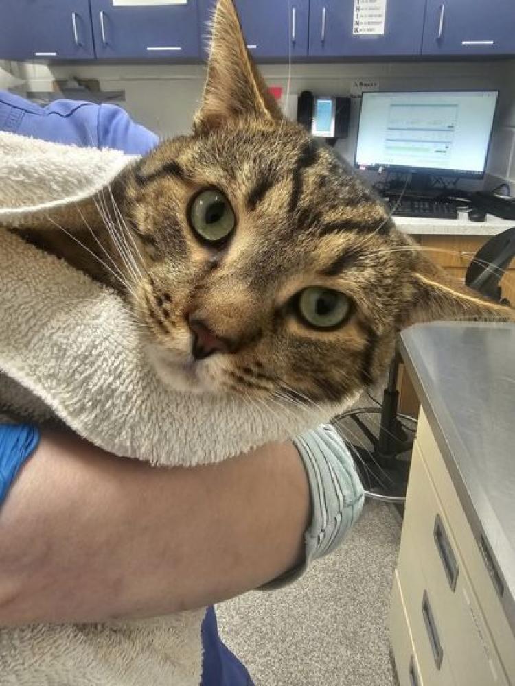 Shelter Stray Male Cat last seen Near Ridgley, 21230, MD, Baltimore, MD 21230