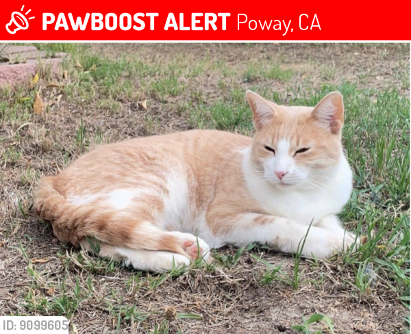 Lost Male Cat last seen That morning at , Poway, CA 92064