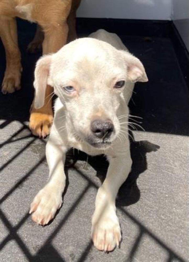 Shelter Stray Female Dog last seen Near BLK ARROW ST. BAKERSFIELD, CA, Bakersfield, CA 93307
