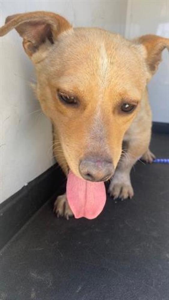 Shelter Stray Male Dog last seen Near BLK 178 HWY, BAKERSFIELD, CA, Bakersfield, CA 93307