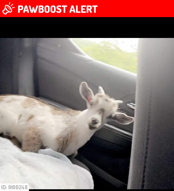 Lost Male Other last seen Back creek valley rd and palmer rd, Berkeley County, WV 25427