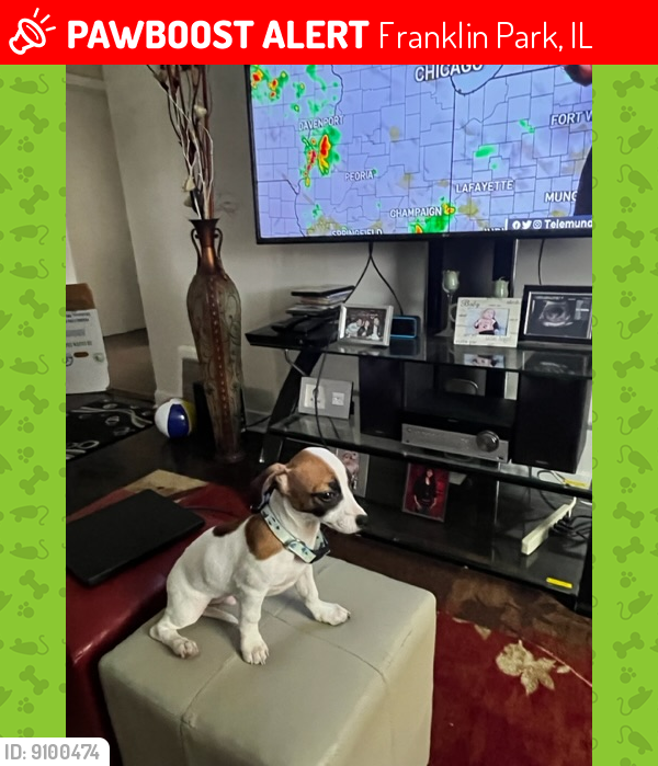 Lost Male Dog last seen Grand and Elder, in Franklin Park, Franklin Park, IL 60131