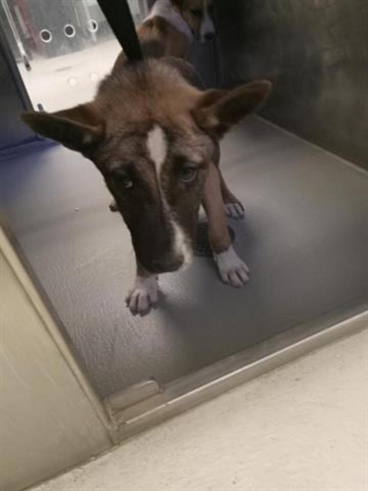 Shelter Stray Female Dog last seen COTTONWOOD/WATTS DR, BAKERSFIELD, Bakersfield, CA 93307