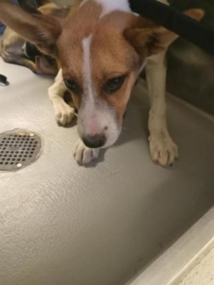 Shelter Stray Male Dog last seen COTTONWOOD/WATTS DR, BAKERSFIELD, Bakersfield, CA 93307