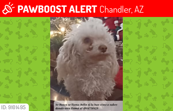 Lost Female Dog last seen Harrison st chandler az, Chandler, AZ 85225