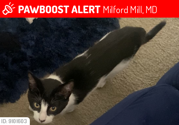 Lost Female Cat last seen Tudsbury, Milford Mill, MD 21244