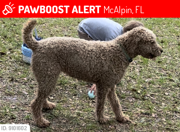 Lost Female Dog last seen South of Live Oak, florida, McAlpin, FL 32062