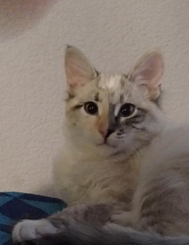 Lost Female Cat last seen Hondo Rd Sw & 5th Ave SW, Rio Rancho, NM 87124