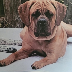 Reunited Male Dog last seen Rawles and Kenmore rd, Indianapolis, IN 46219