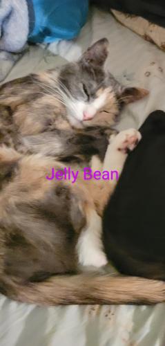 Found/Stray Female Cat last seen Seckel Ct Hollins Ferry Rd, Lansdowne, MD 21227