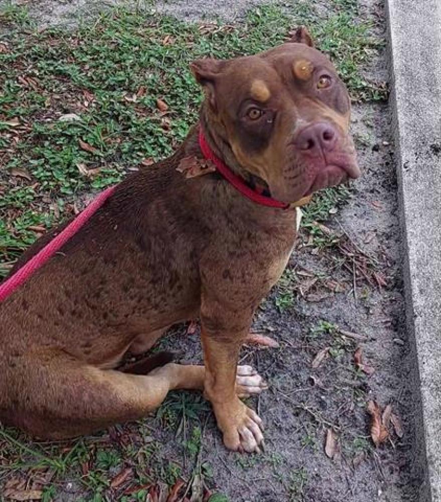 Shelter Stray Female Dog last seen Near BLOCK BANYAN TER, PLANTATION FL 33317, Davie, FL 33312