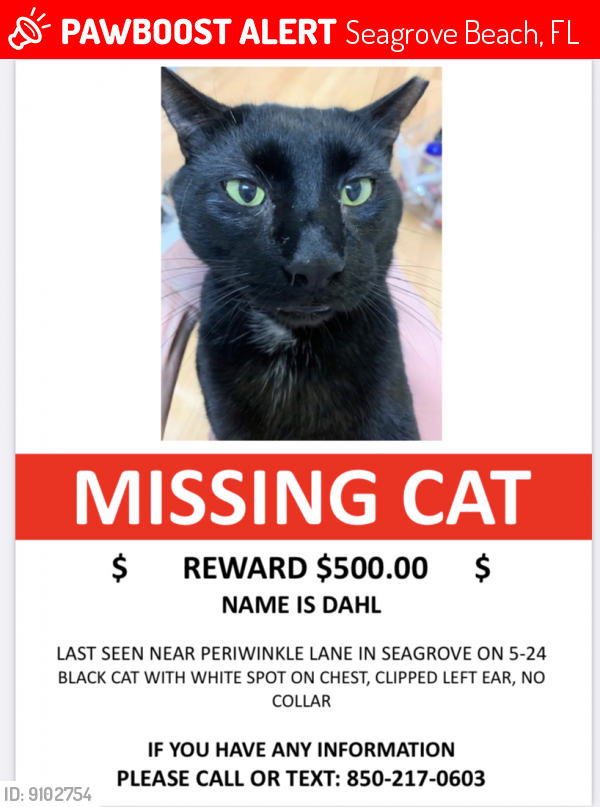 Lost Male Cat last seen Near Periwinkle , Seagrove Beach, FL 32459