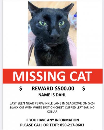 Lost Male Cat last seen Near Periwinkle , Seagrove Beach, FL 32459