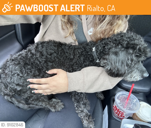 Rialto, CA Stray Male Dog Found Near eucalyptus | PawBoost