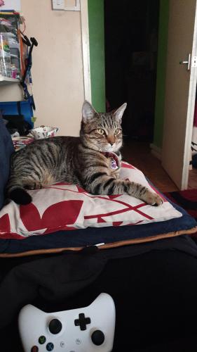 Lost Male Cat last seen At , Greater London, England SW9 6EE
