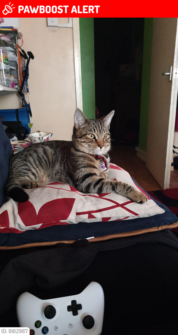 Lost Male Cat last seen At , Greater London, England SW9 6EE