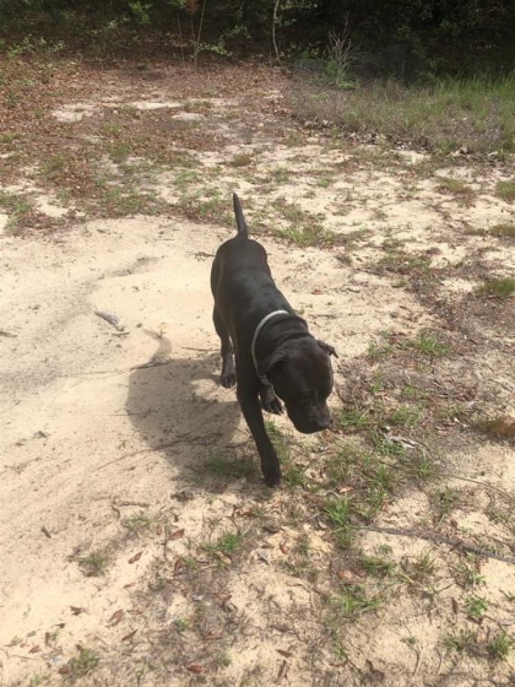Shelter Stray Male Dog last seen Citrus Springs, FL 34433, Inverness, FL 34450