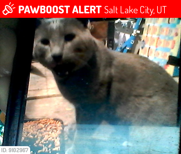 Lost Male Cat last seen Near w 2100 s, Salt Lake City, UT 84104