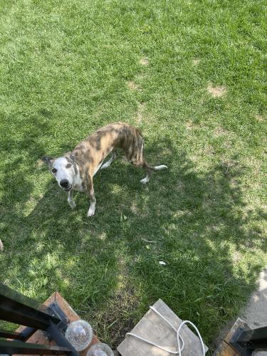 Found/Stray Male Dog last seen Sierra Morena place , Calgary, AB T3H