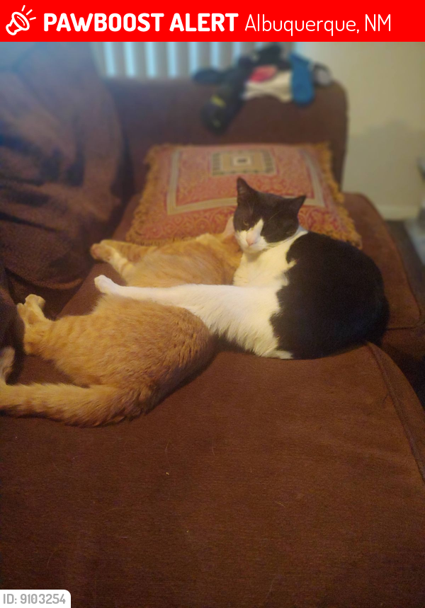 Lost Male Cat last seen Prickly Ppear St. and Paradise Blvd., Albuquerque, NM 87114