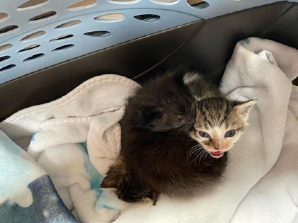Shelter Stray Unknown Cat last seen Reston, VA, 20191, Sanibel Dr., Fairfax County, VA, Fairfax, VA 22032