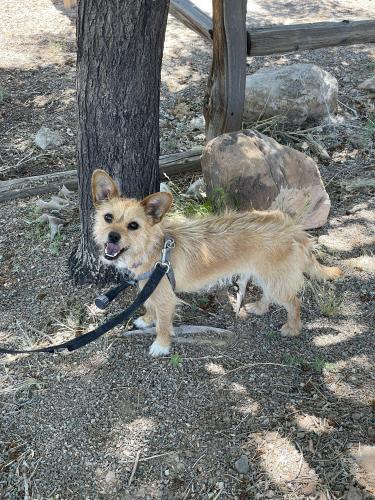 Found/Stray Female Dog last seen Haciendas Del  Valle, and La  Ladera, Peralta, NM 87042