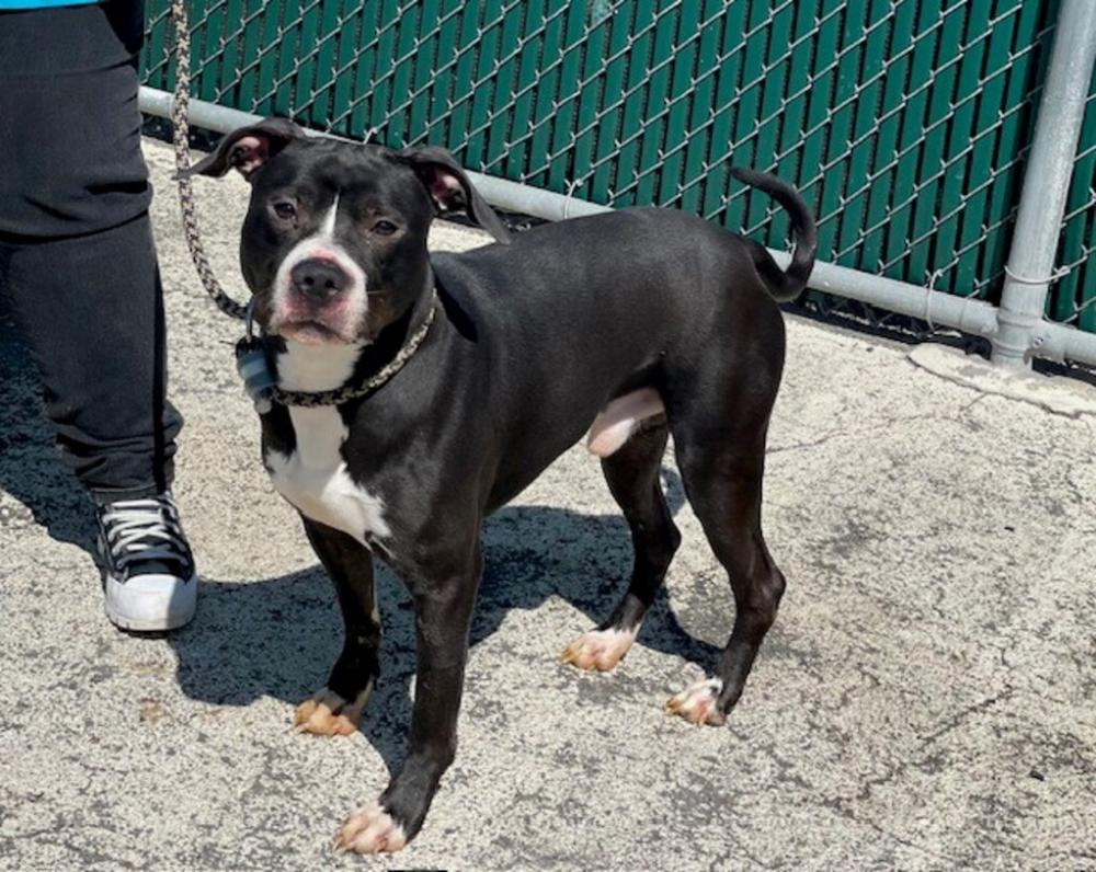 Shelter Stray Male Dog last seen Mermaid Avenue, BROOKLYN, NY, 11224, New York, NY 11208