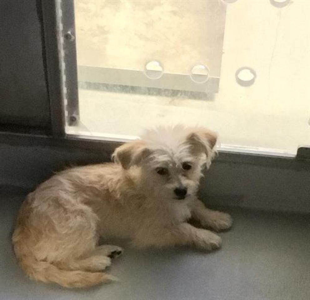 Shelter Stray Female Dog last seen Near BLK SIDNEY DR, BAKERSFIELD, CA, Bakersfield, CA 93307