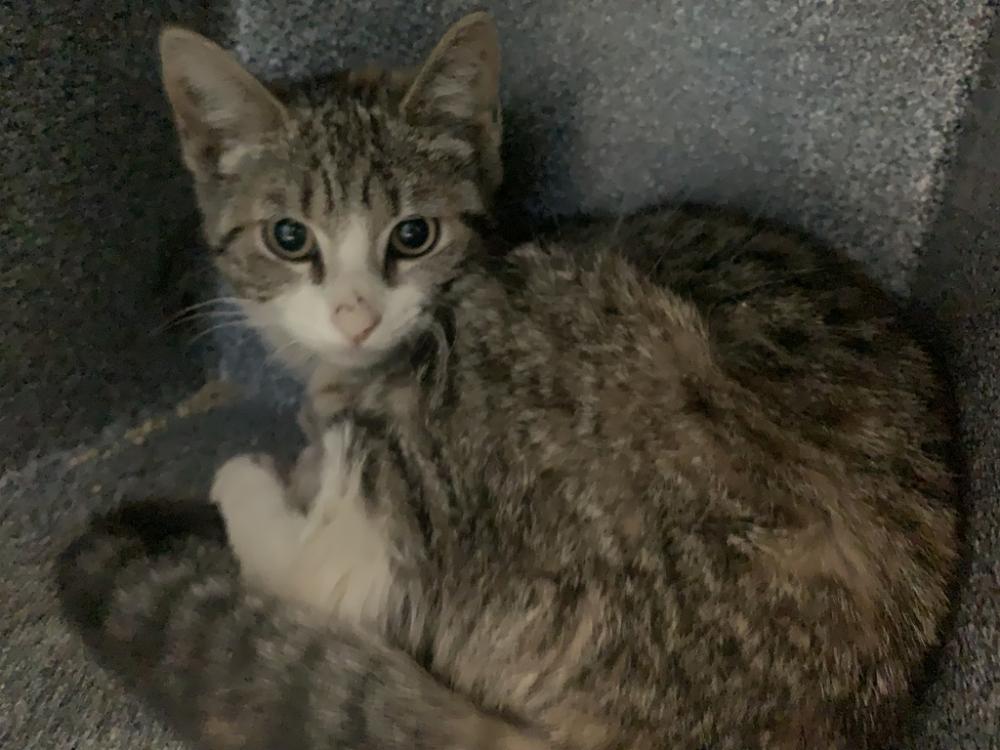 Shelter Stray Female Cat last seen Near Bergen Street, BROOKLYN, NY, 11213, New York, NY 11208