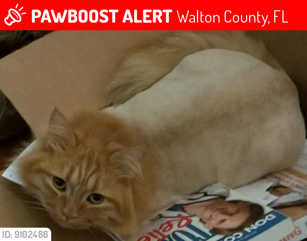 Lost Male Cat last seen Bob Sykes and Miles Martin Rd in Defuniak Springs, Walton County, FL 32435