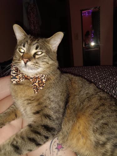 Lost Male Cat last seen Humboldt Ave and 69th Ave North Brooklyn Center , Brooklyn Center, MN 55430