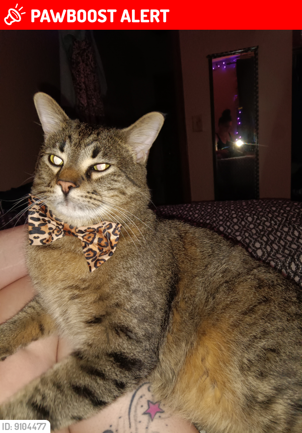 Lost Male Cat last seen Humboldt Ave and 69th Ave North Brooklyn Center , Brooklyn Center, MN 55430