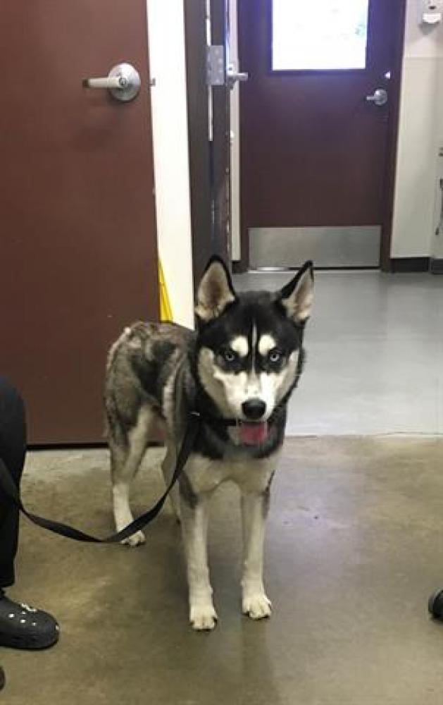 Shelter Stray Male Dog last seen TAFT HWY/HEATHER MEADOWS, BAKERSFIELD, CA, Bakersfield, CA 93307