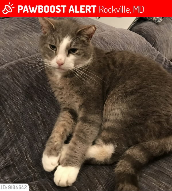 Lost Male Cat last seen McAuliffe dr. And meadow hall dr. , Rockville, MD 20851