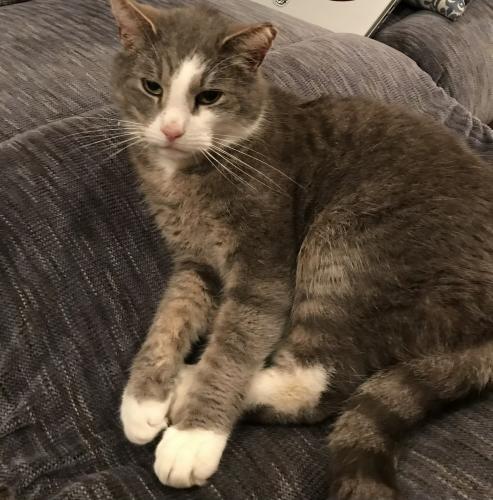 Lost Male Cat last seen McAuliffe dr. And meadow hall dr. , Rockville, MD 20851