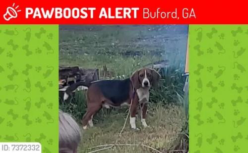 Lost Male Dog last seen Near alpha dr. Lawrenceville,  ga, Gwinnett County, GA 30043