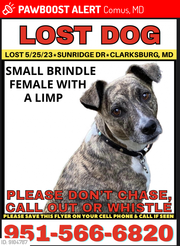 Lost Female Dog last seen Comus rd , Comus, MD 20842
