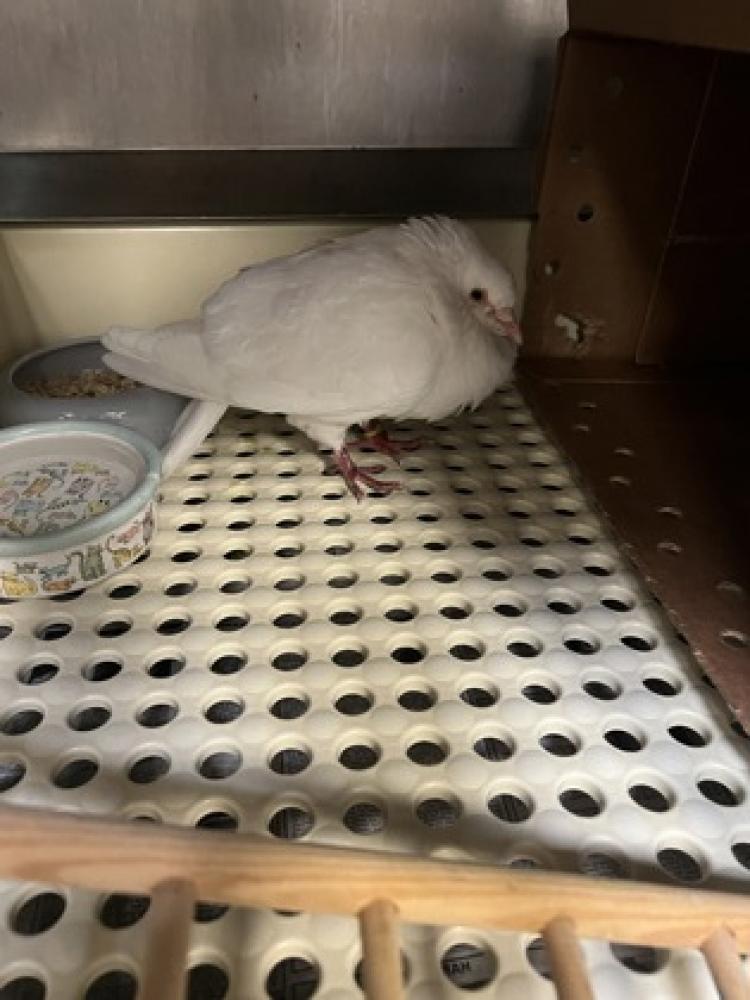 Shelter Stray Unknown Pigeon last seen Fairfax, VA 22030, Monument Drive, Fairfax County, VA, Fairfax, VA 22032