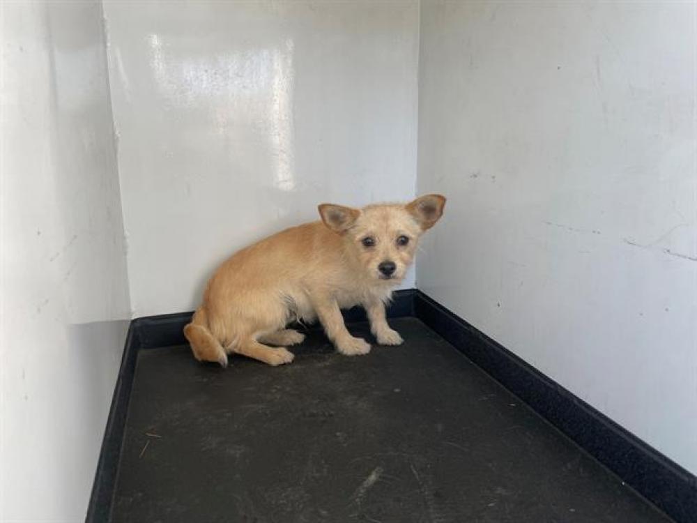 Shelter Stray Male Dog last seen Near BLK GWENDOLYN ST, BAKERSFIELD, CA, Bakersfield, CA 93307