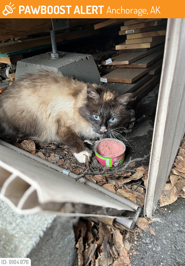 Anchorage, AK Stray Cat Found Near Balto Seppela PawBoost