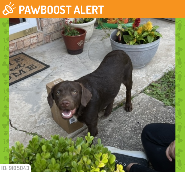 Rehomed Male Dog in Escambia County, FL 32526 (ID 69105043) PawBoost