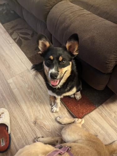 Lost Male Dog last seen Quarry , Westby, WI 54667