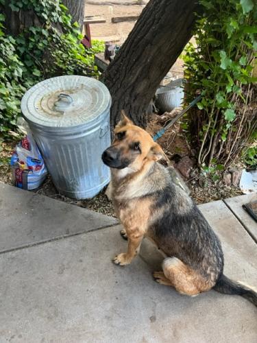 Found/Stray Female Dog last seen Raymac and Palacio, Albuquerque, NM 87105