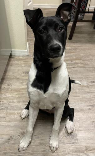 Lost Male Dog last seen Bell road and Reems, Surprise, AZ 85374